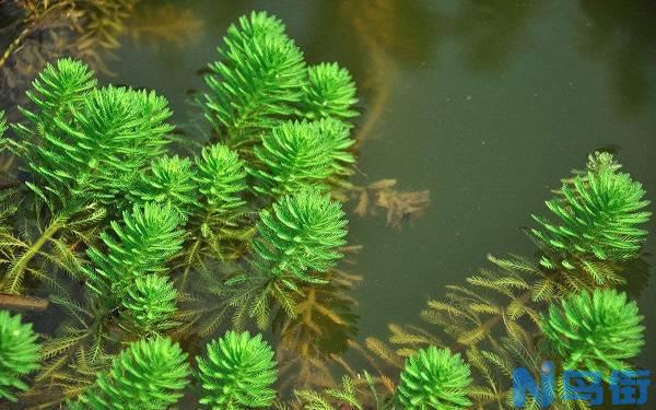 常见沉水植物有哪些 什么是沉水植物