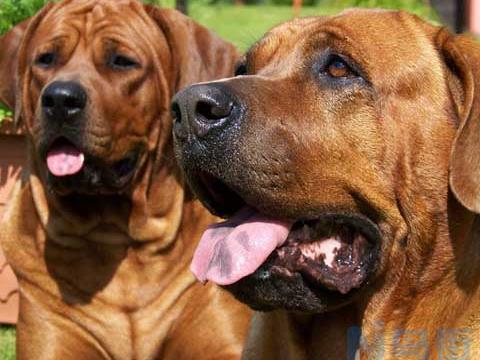 日本土佐犬有什么缺点？日本土佐犬的优点缺点大全！