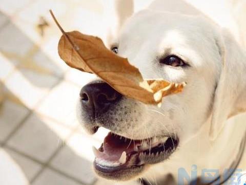 狗狗食盐中毒怎么办