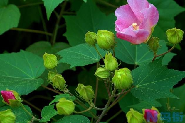 木芙蓉花的养殖方法和注意事项