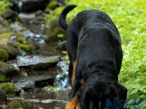 大瑞士山地犬的喂食要点