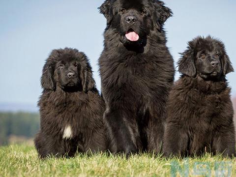 纽芬兰犬的饲养要点