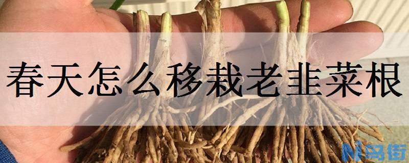 春天怎么移栽老韭菜根