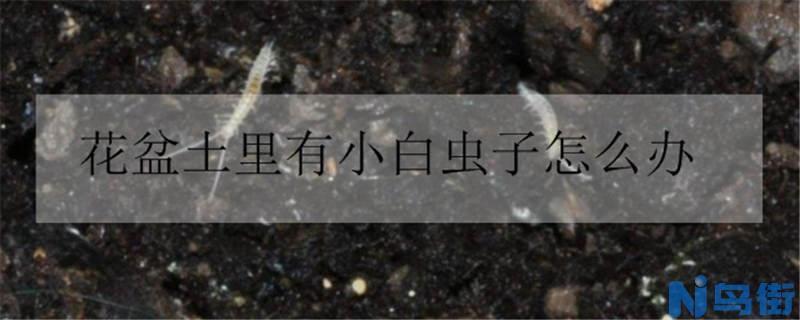 花盆土里有小白虫子怎么办