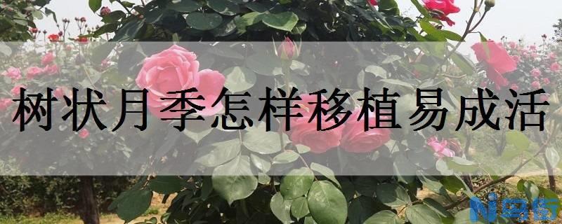 树状月季怎样移植易成活