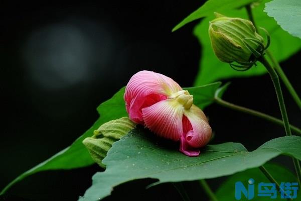 芙蓉花花苞没开就蔫了是什么原因 要怎么解决