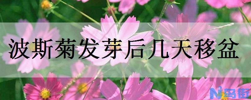 波斯菊发芽后几天移盆