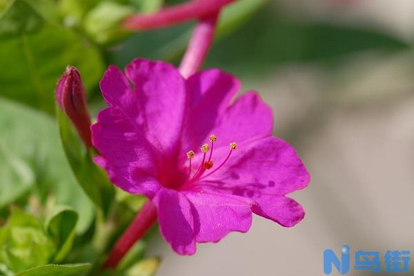 紫茉莉几点开花 花期如何养护