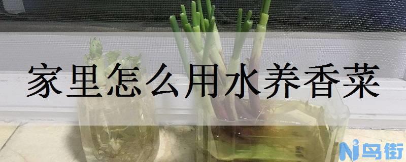 家里怎么用水养香菜