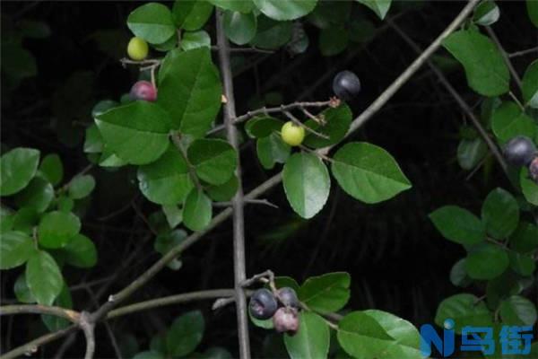 雀梅盆景夏天怎么养护 方法是什么