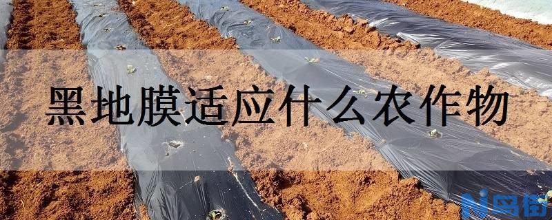 黑地膜适应什么农作物