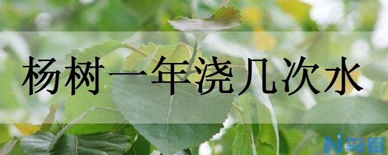 杨树一年浇几次水