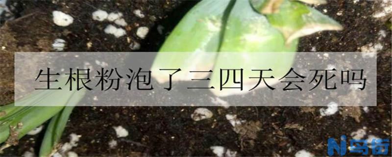 生根粉泡了三四天会死吗