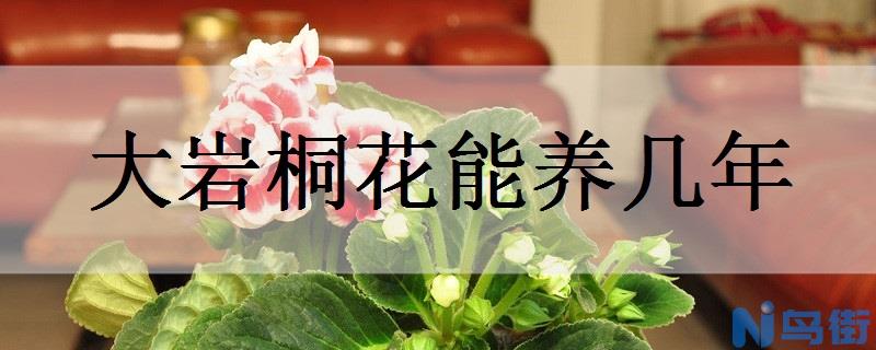 大岩桐花能养几年