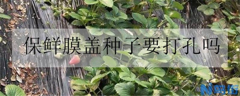 保鲜膜盖种子要打孔吗