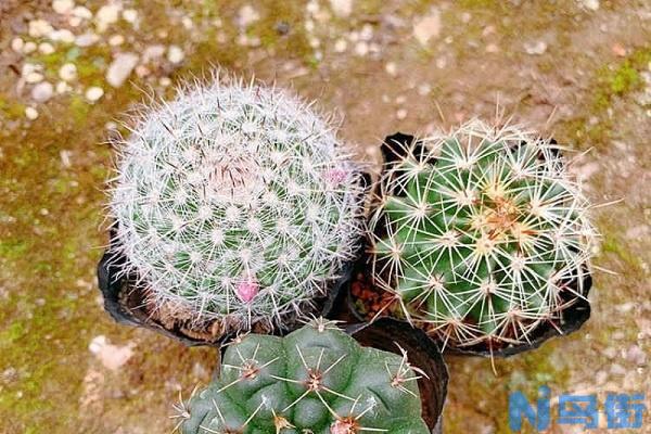 绯花玉什么时候开花 几月份是盛花期