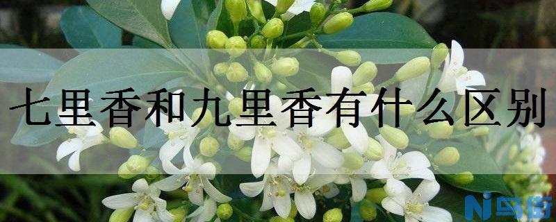 七里香和九里香有什么区别