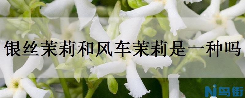 银丝茉莉和风车茉莉是一种吗