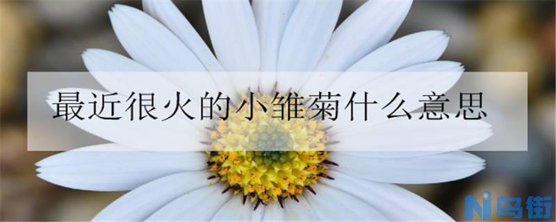 最近很火的小雏菊什么意思