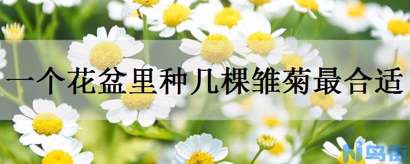 一个花盆里种几棵雏菊最合适