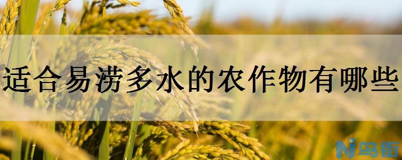 适合易涝多水的农作物有哪些