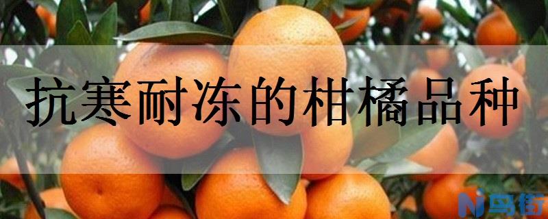 抗寒耐冻的柑橘品种