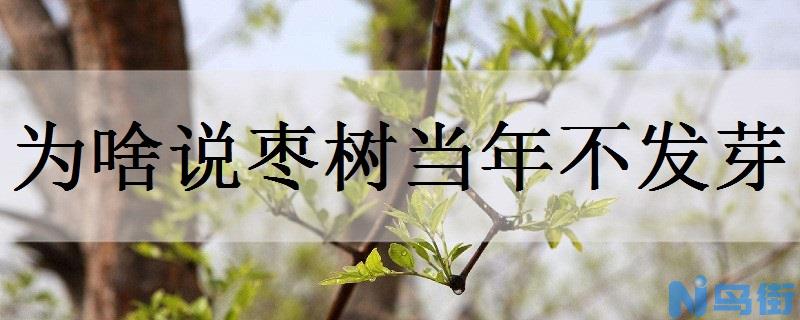 为啥说枣树当年不发芽