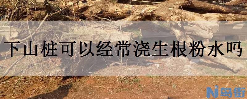 下山桩可以经常浇生根粉水吗