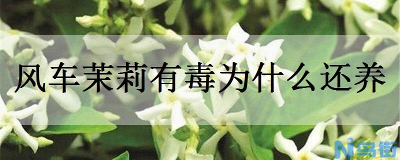 风车茉莉有毒为什么还养