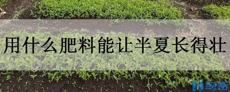 用什么肥料能让半夏长得壮