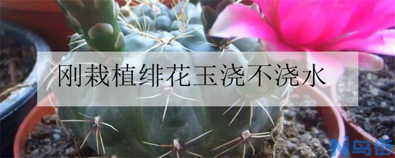 刚栽植绯花玉浇不浇水