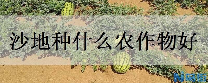 沙地种什么农作物好