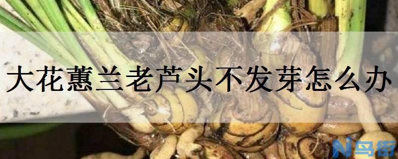 大花蕙兰老芦头不发芽怎么办