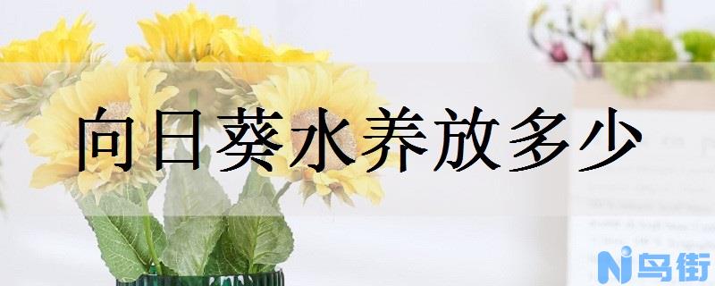 向日葵水养放多少水