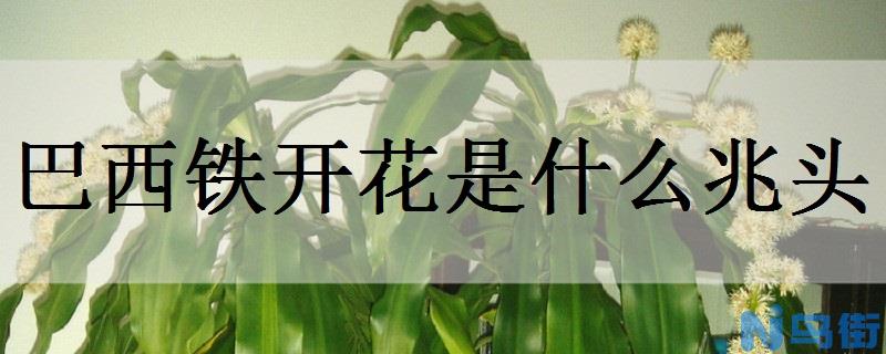 巴西铁开花是什么兆头