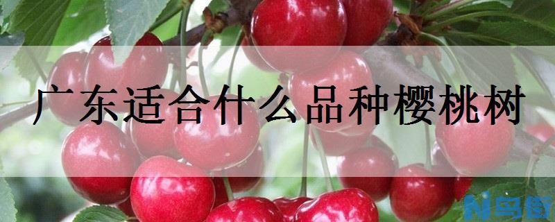 广东适合什么品种樱桃树