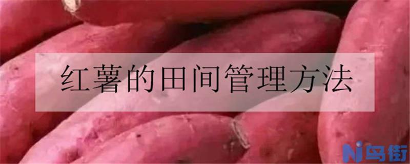 红薯的田间管理方法是什么