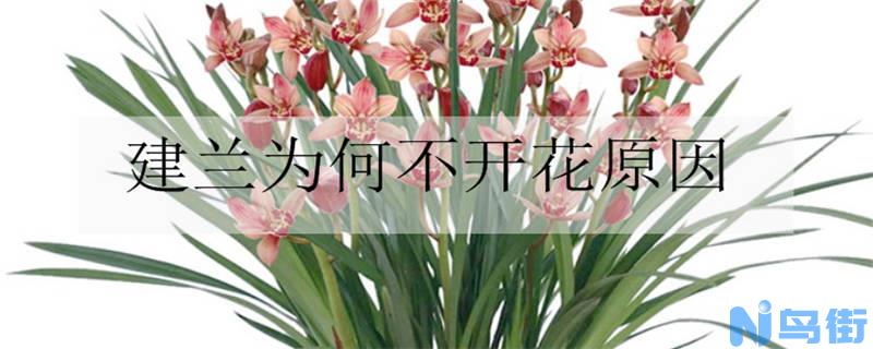 建兰为何不开花的原因