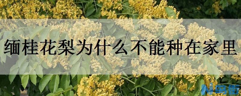 缅桂花梨为什么不能种在家里