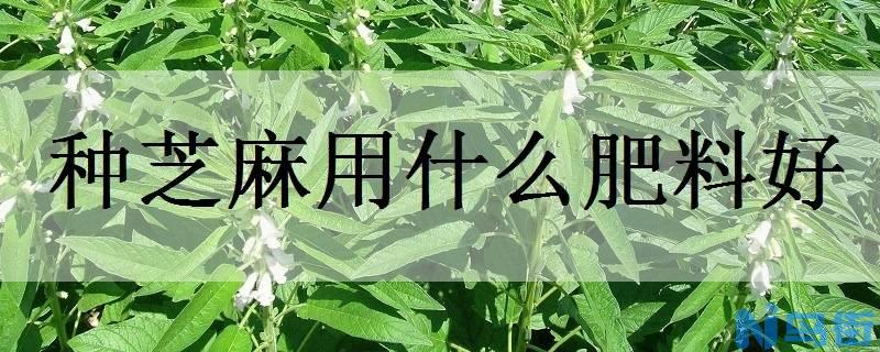 种芝麻用什么肥料好