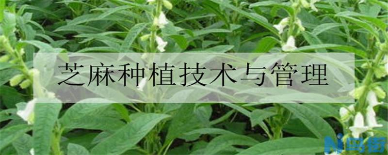 芝麻种植技术与管理方法是什么