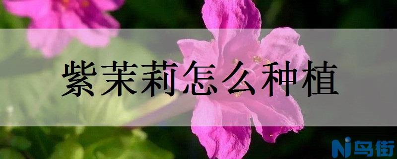 紫茉莉怎么种植