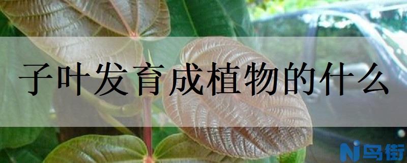 子叶发育成植物的什么