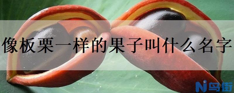 像板栗一样的果子叫什么名字