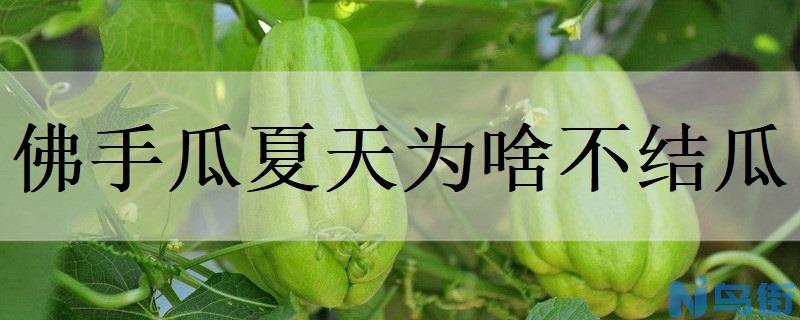 佛手瓜夏天为啥不结瓜