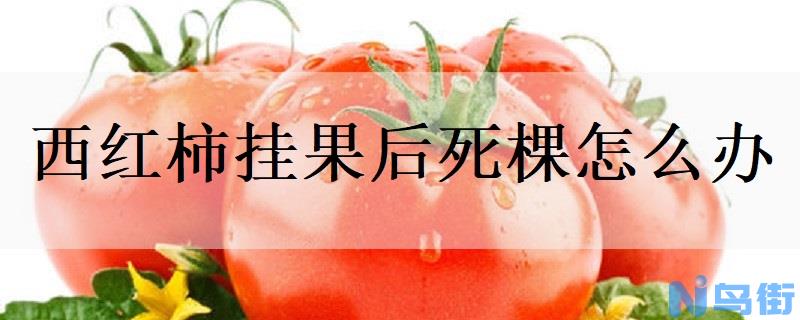 西红柿挂果后死棵怎么办