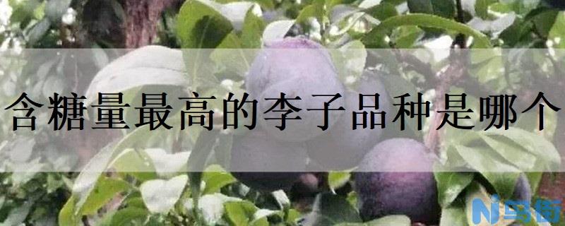 含糖量最高的李子品种是哪个