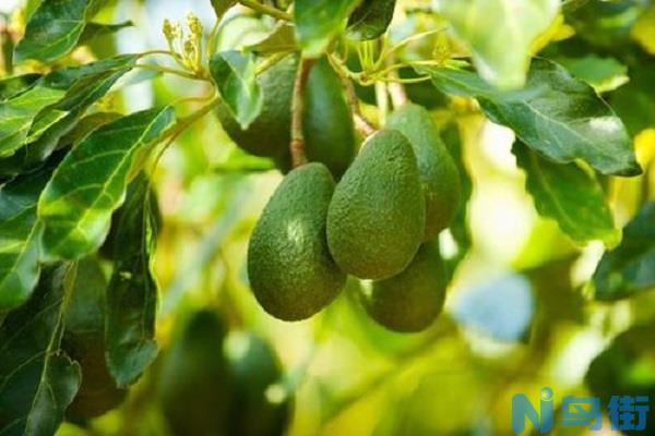 牛油果适合在哪里种植 牛油果的种植方法