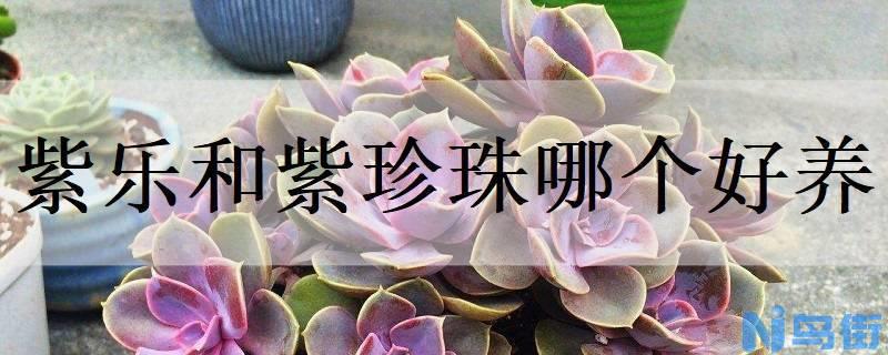 紫乐和紫珍珠哪个好养