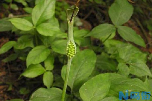 半夏种植技术及繁殖方法